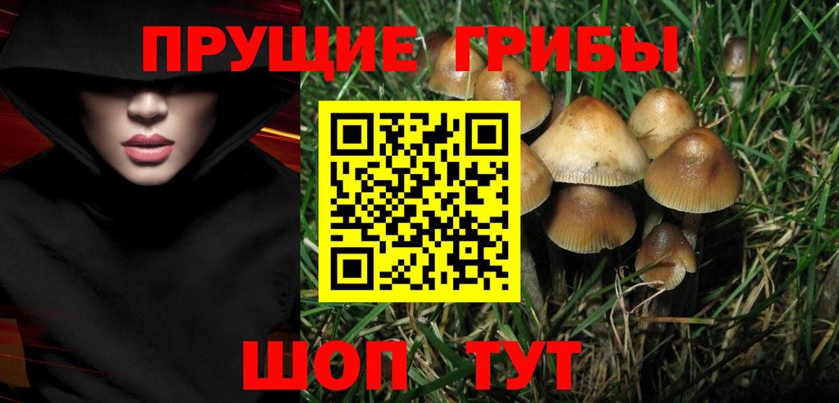 Псилоцибиновые грибы Psilocybine cubensis Иркутск